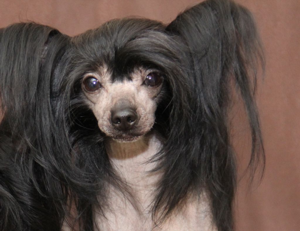 Luksorius Pablo Picasso