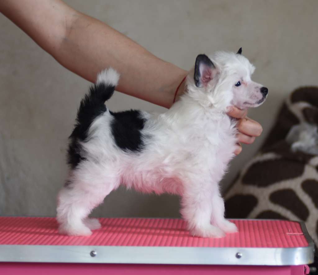 Tutsi iz Sozvezdiya Khana