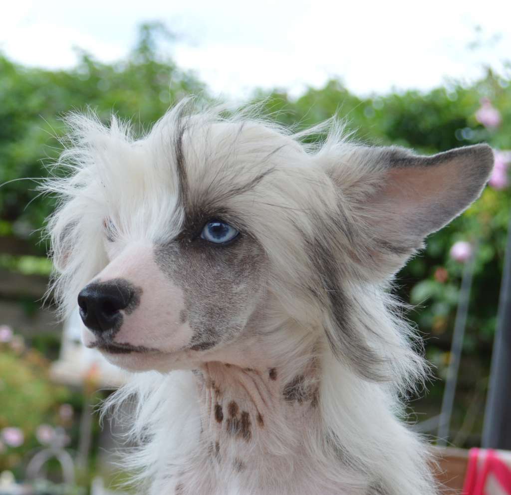 Rich & Royal von Shinbashi