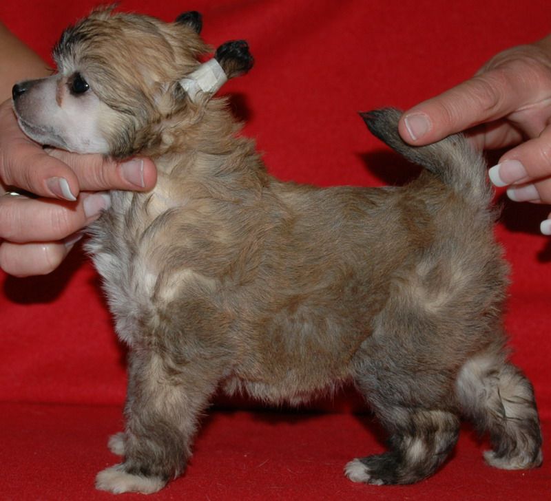 E.Lola Little Champs