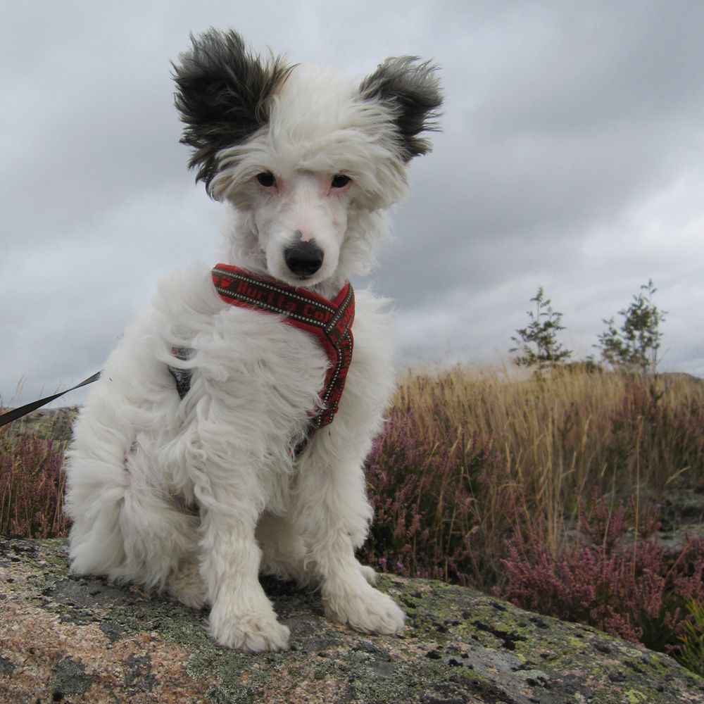 Sunstreaker Mischief Maker