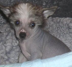 Nuray next Ninja of Powder Dream 