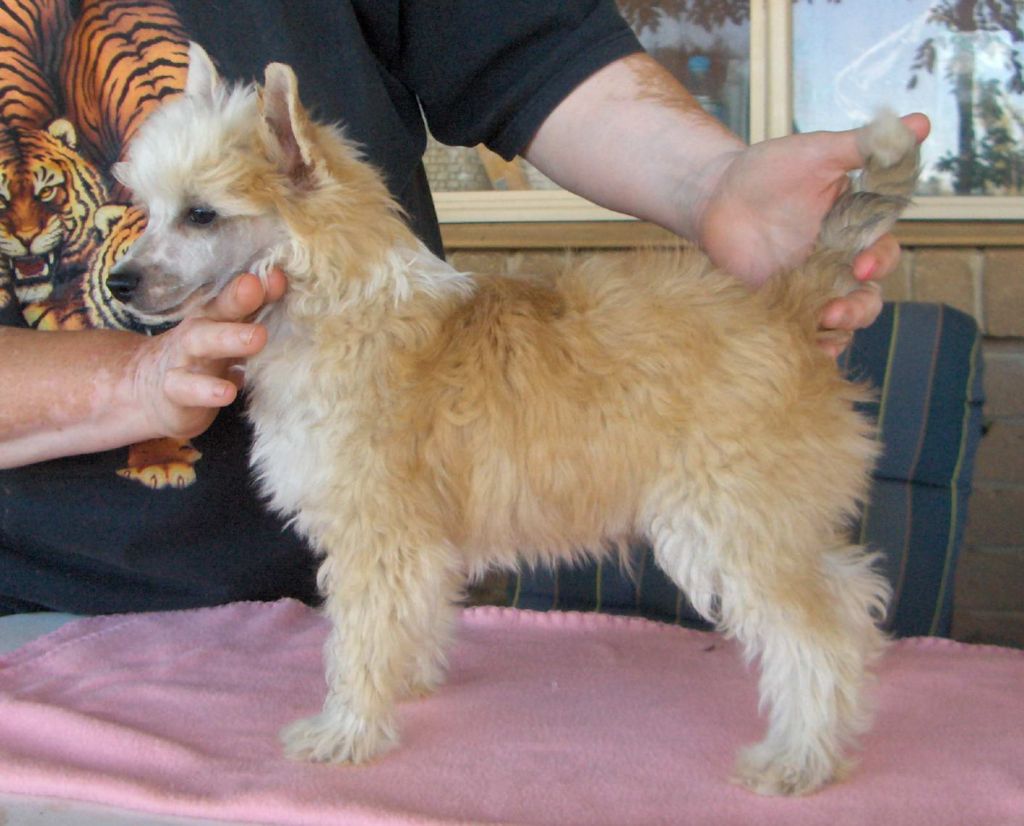 Xioma On Silent Wings