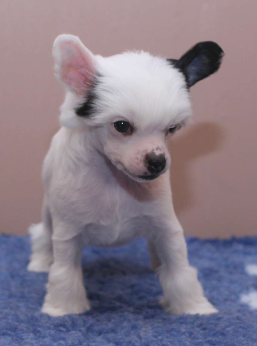 Artic Flyer's Xo Xo Now or Never