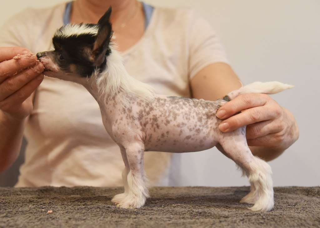 Jean Dark The Nightfly