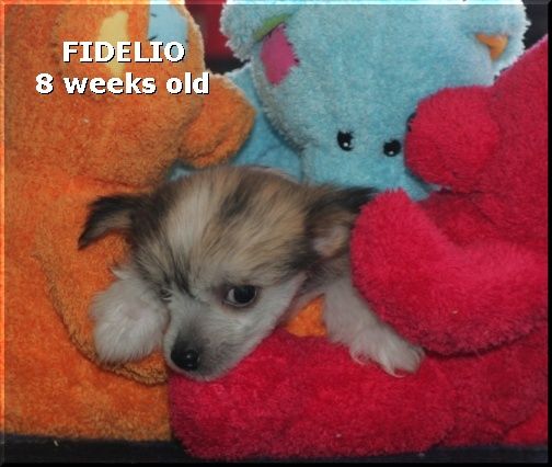 Fidelio Della Castafiore