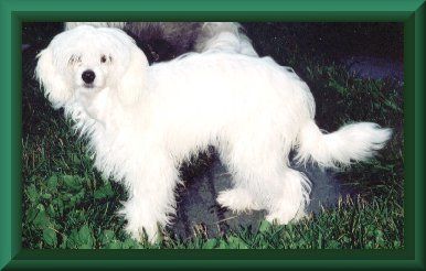 Belshaw's Dolce Vita