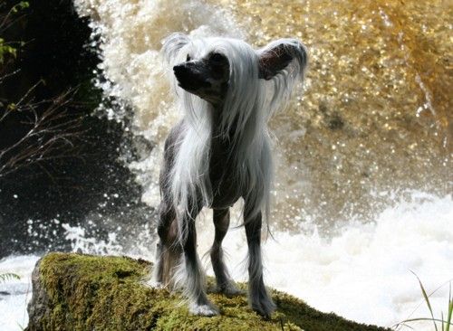 Chinetta's Coco Chanel