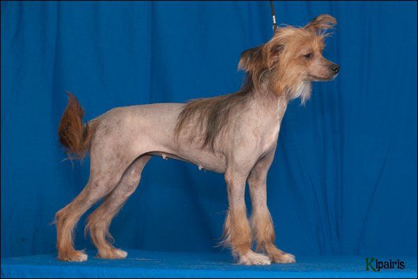 Sasquehanna Pomerania