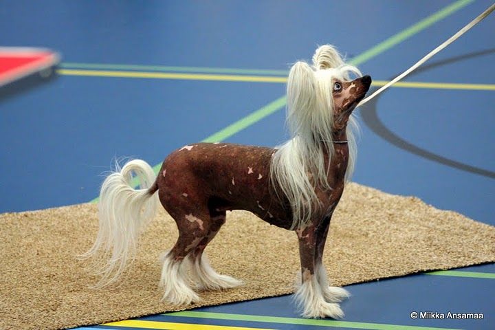 Mooncrest Baccara Roze