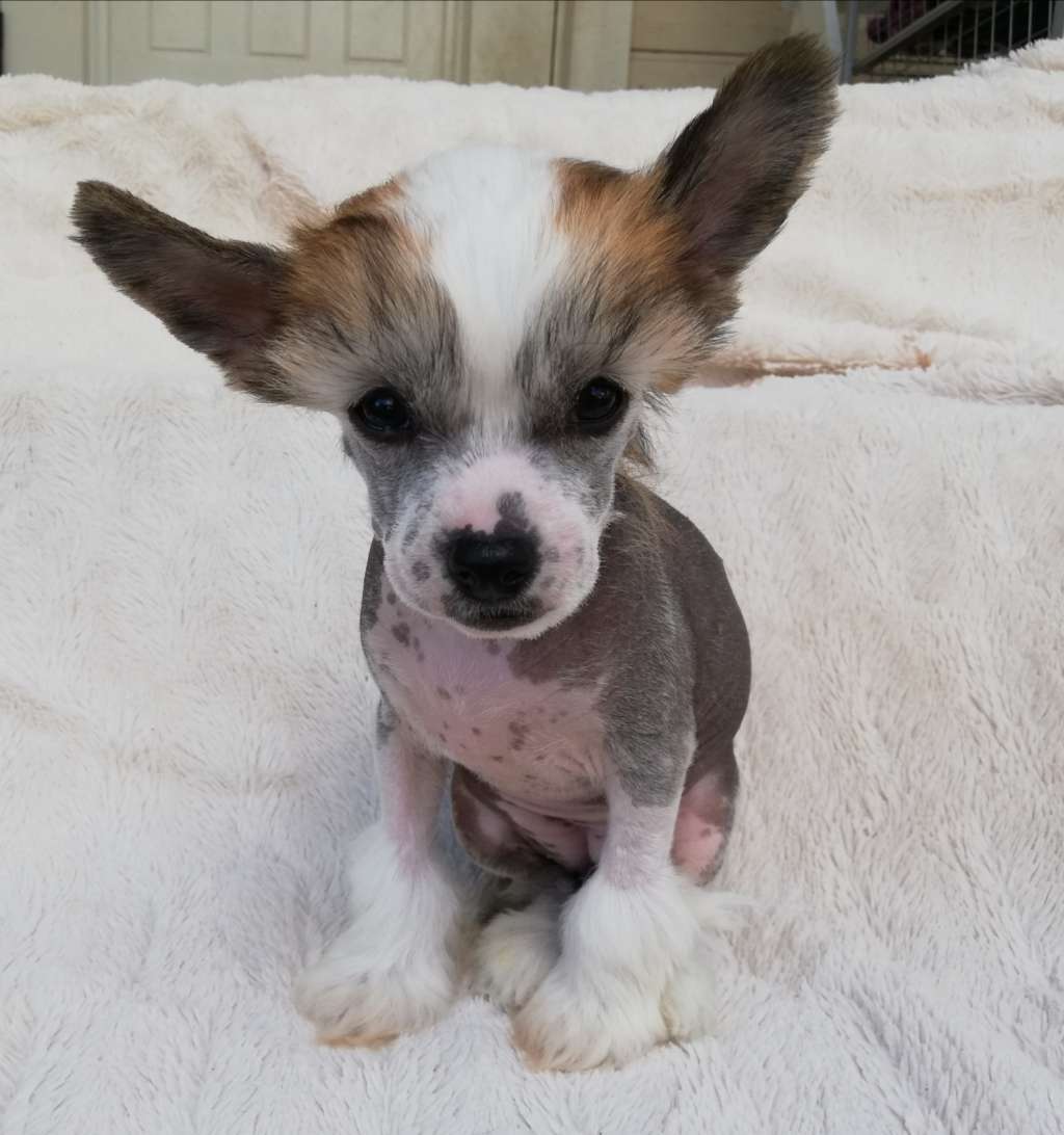 Allegranden Master Of Kung Fu