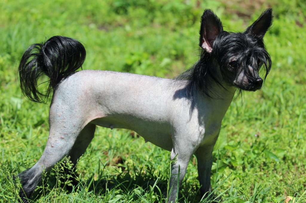 Locus' Major Arcana From Hollar