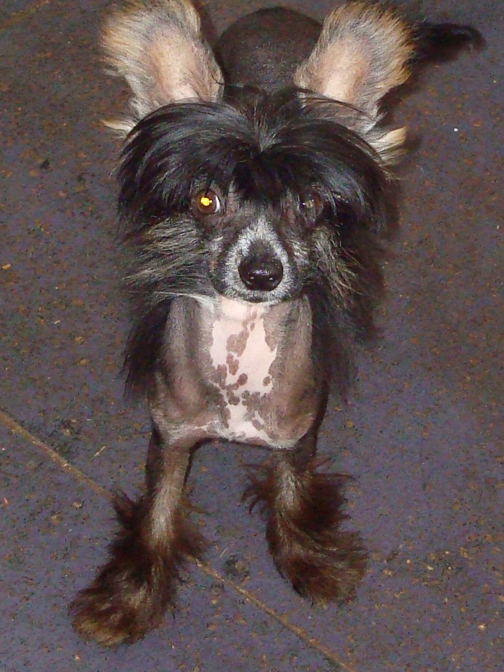 Koreke Cybele Atrum Cybele