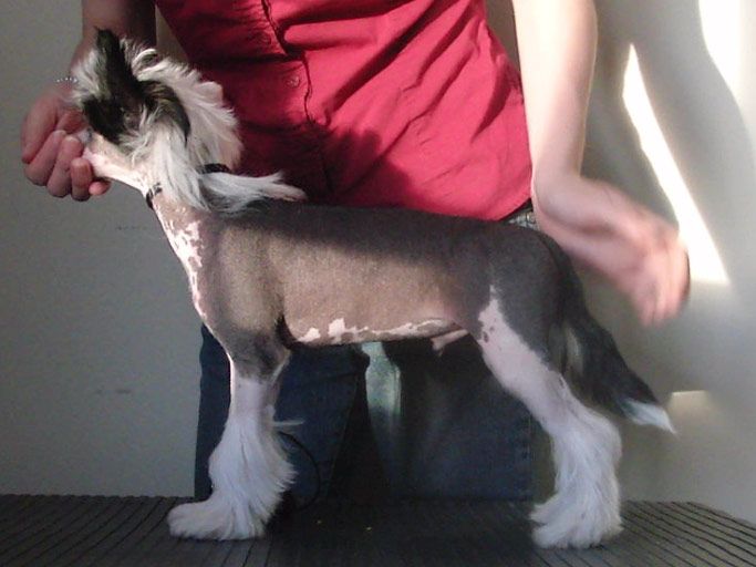 Curlious Time to Celebrate