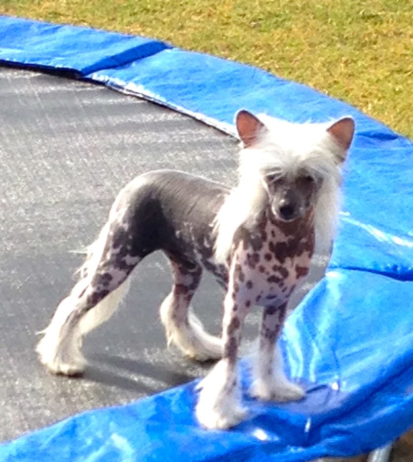 Kimissa Storm In Tcup