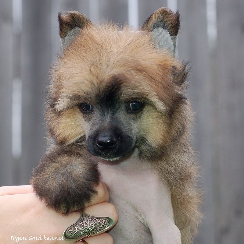 Irgen Gold Eurostyle