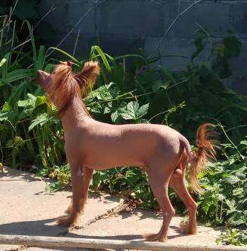 Bi-lav Plus Wonder Chocolate