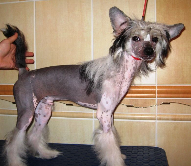 Adagio Diamond of the Night