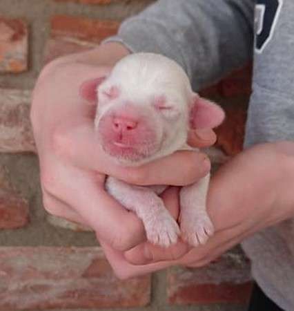 Proud Pony U Make Me Smile