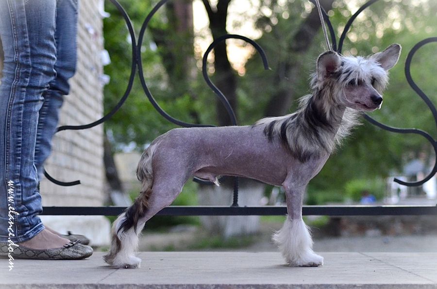 Elance Louange Excellent Choice