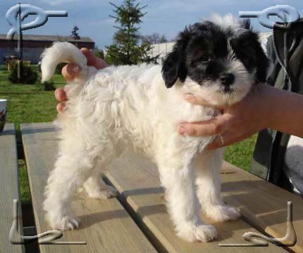 Czarnuszka z Ogrodu Fauny