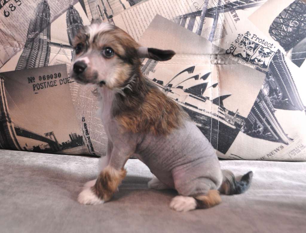 Nika Winner Of The World