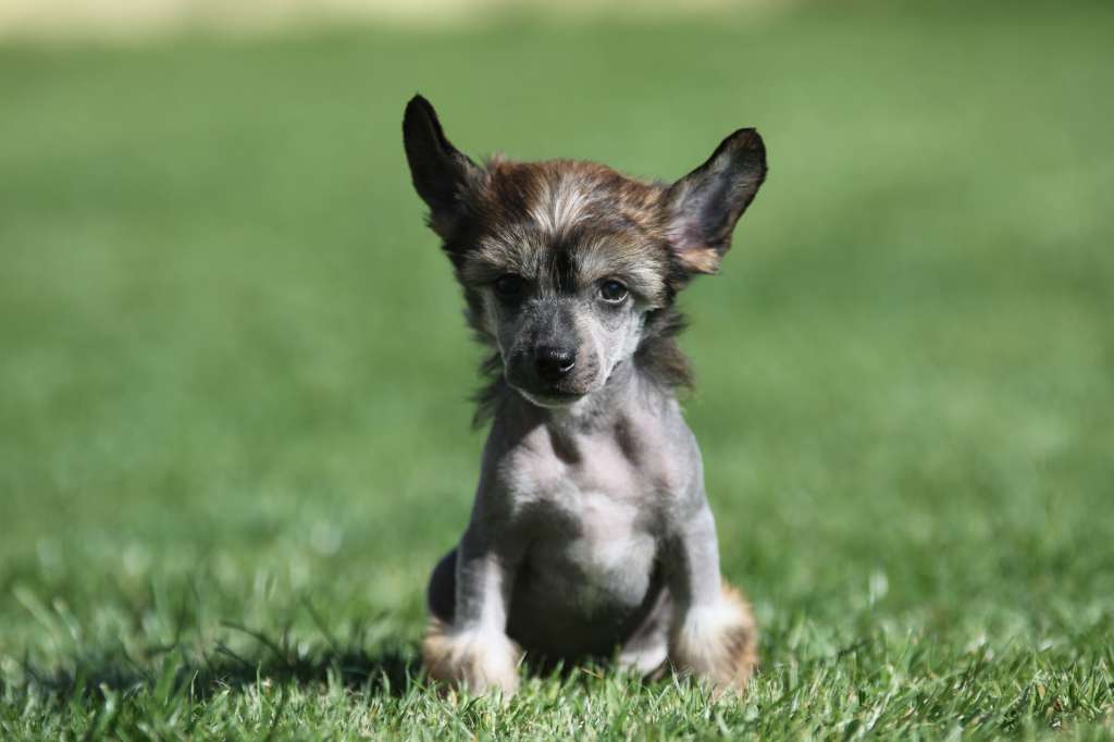 Veni Vidi Vici Princes de la Roses