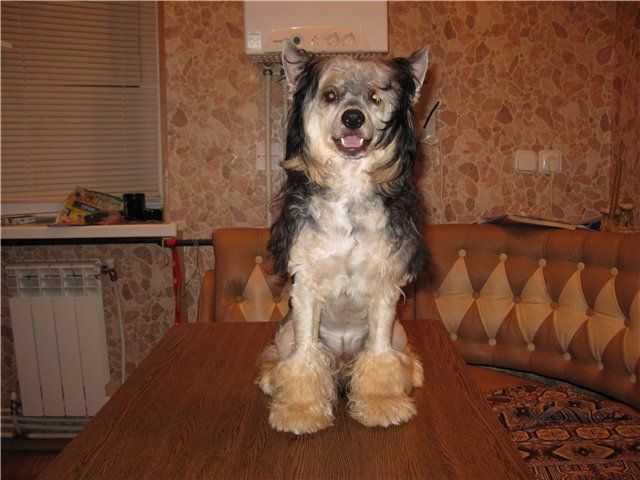 Rayd Izumitelniy Rassvet