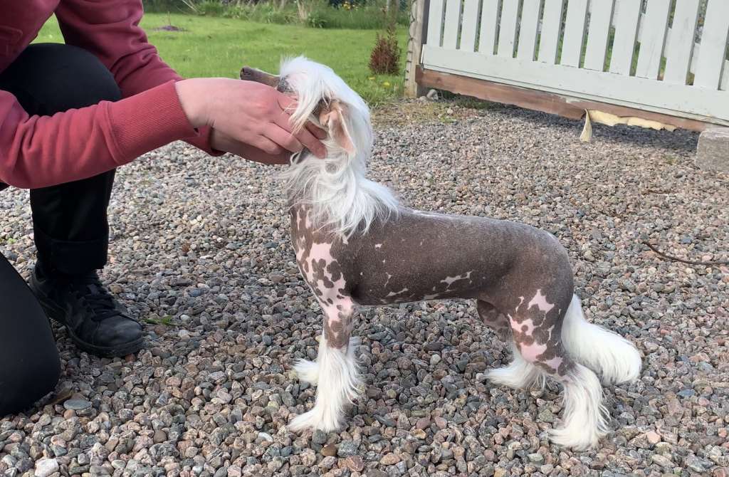 Neddies Here I Go Again