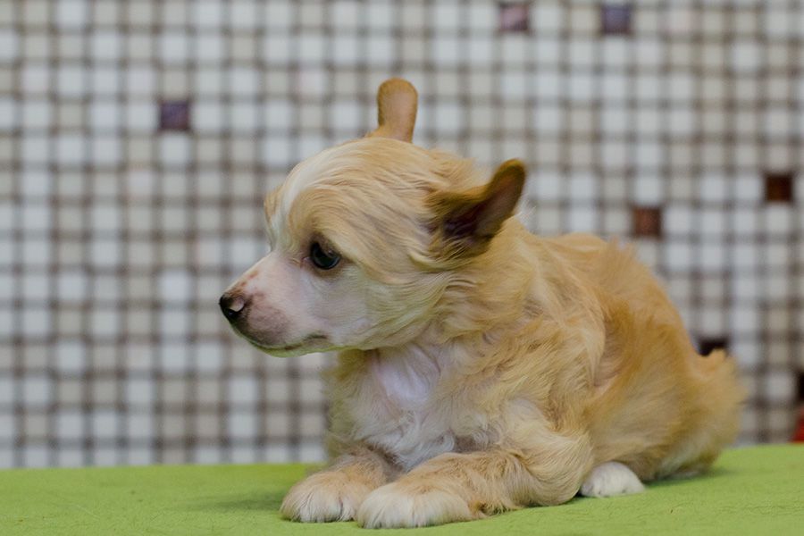 Kranar Christmas Fox