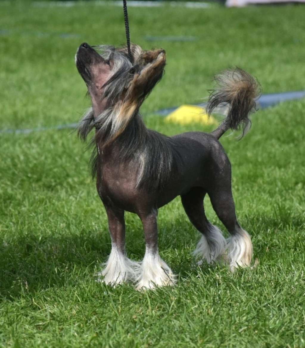 Curlycrest's Little Freak at Wamika