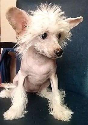 Miranda iz Chudnoy Doliny