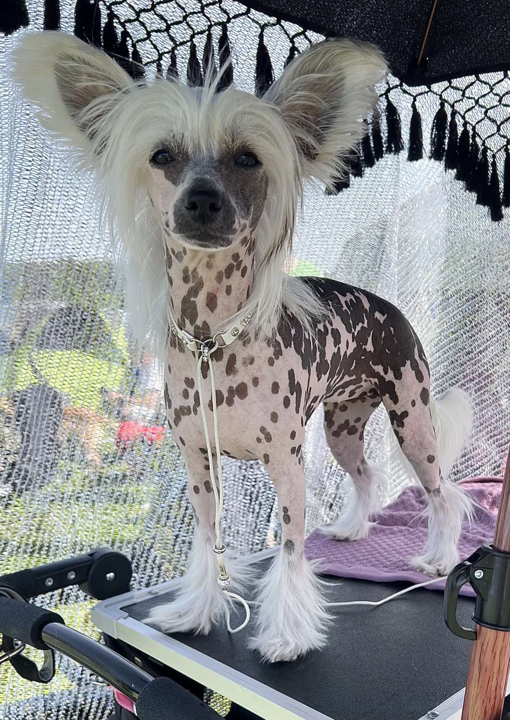 Dreamful Ms Cossy by Naked Bubbles