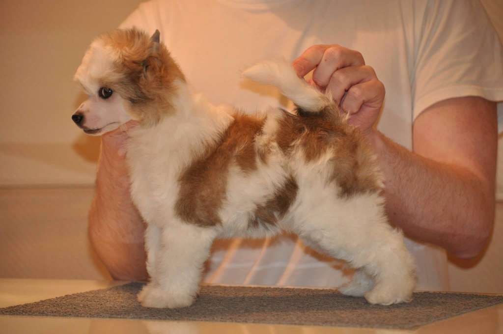 Opale Born to Be the Best