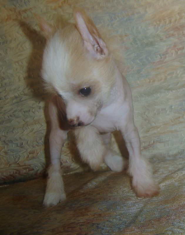 Dia Princess Darydakles