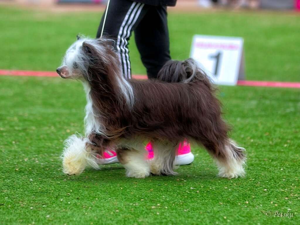 Black-Diva's Captain James Hook