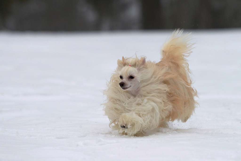 Tartelette  Avokaduh