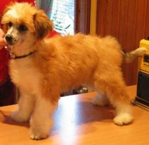 Dumka z Gangu Lysych