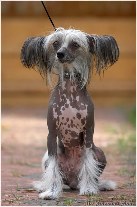 Dogland Happy Bastinda