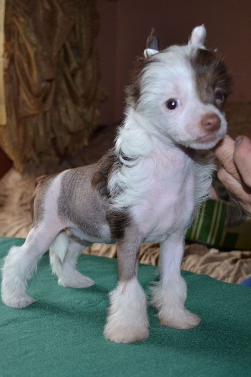 Vellar Pljus Muppet Show