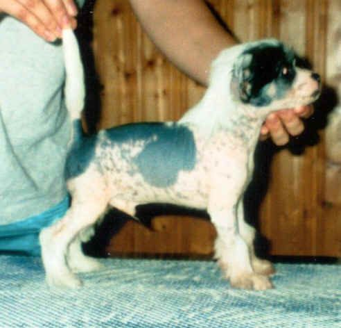 Kiikunkaakun Baucabää