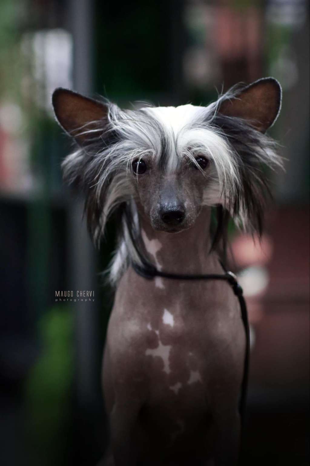 Halyna Z Wioski Jagny (fci)