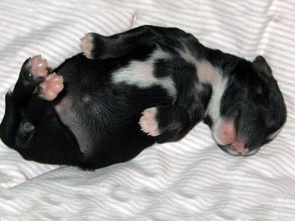 Sunstreaker The White Reindeer