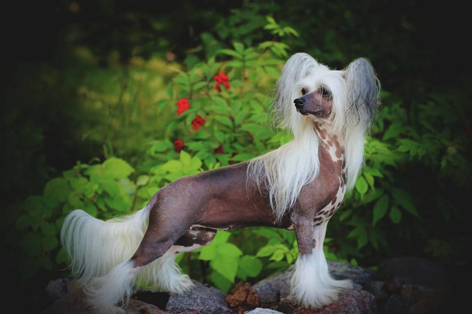 Joyway's Little Angel