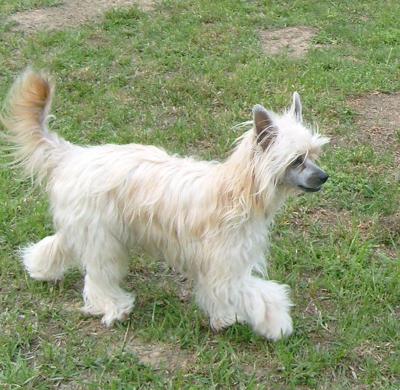 I'm Sweet Melody Garden Roses