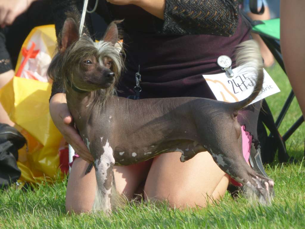 Faizah z Pulnocního dvora