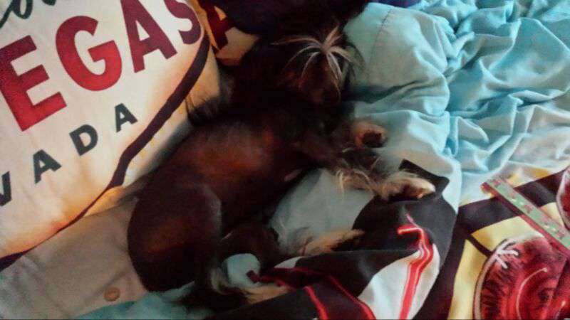 Doucai abysinnia around at Roccoblustar