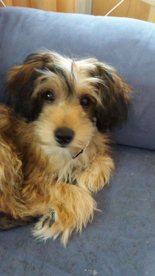 Stormblåstens Captain Chaos