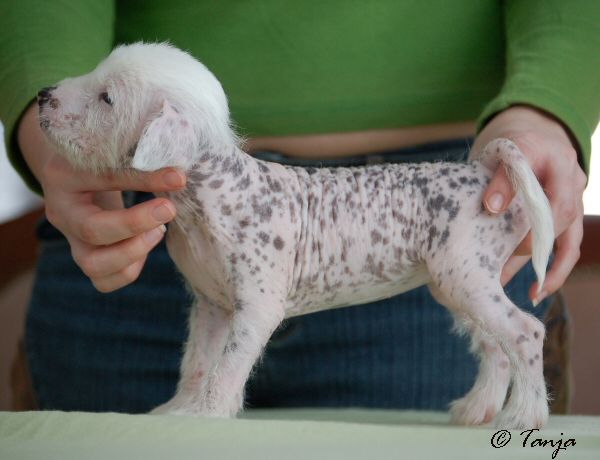 Meadowwood's Brilliant Zeus