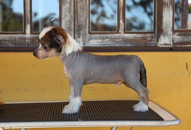 Lapinus Wake Up call